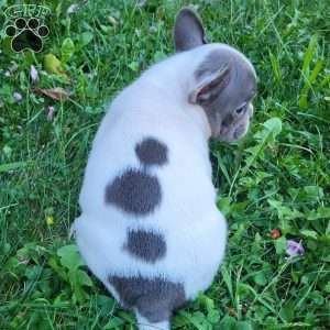 Mr Spots, French Bulldog Puppy